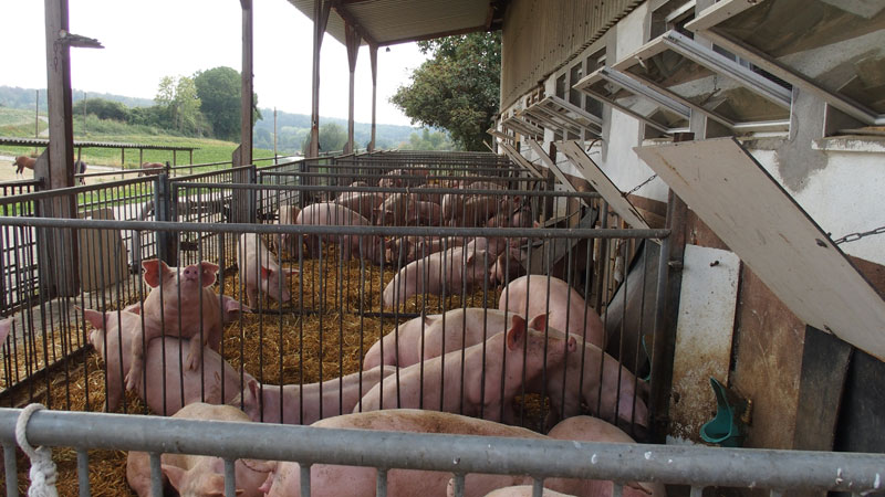 Schweine in einem Außenstall