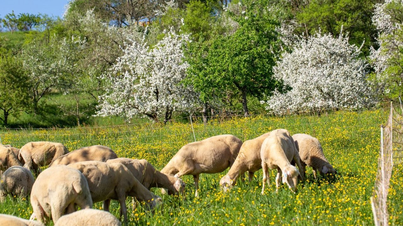 Schafe auf Frühlingsweide
